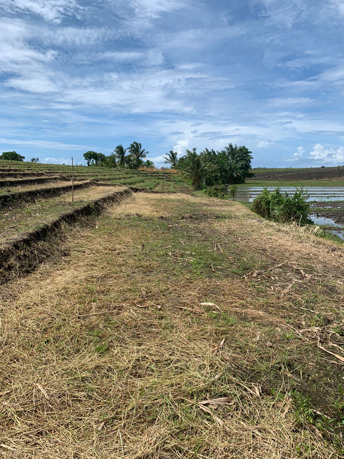 Stunning Freehold Ricefields view Land in Tabanan