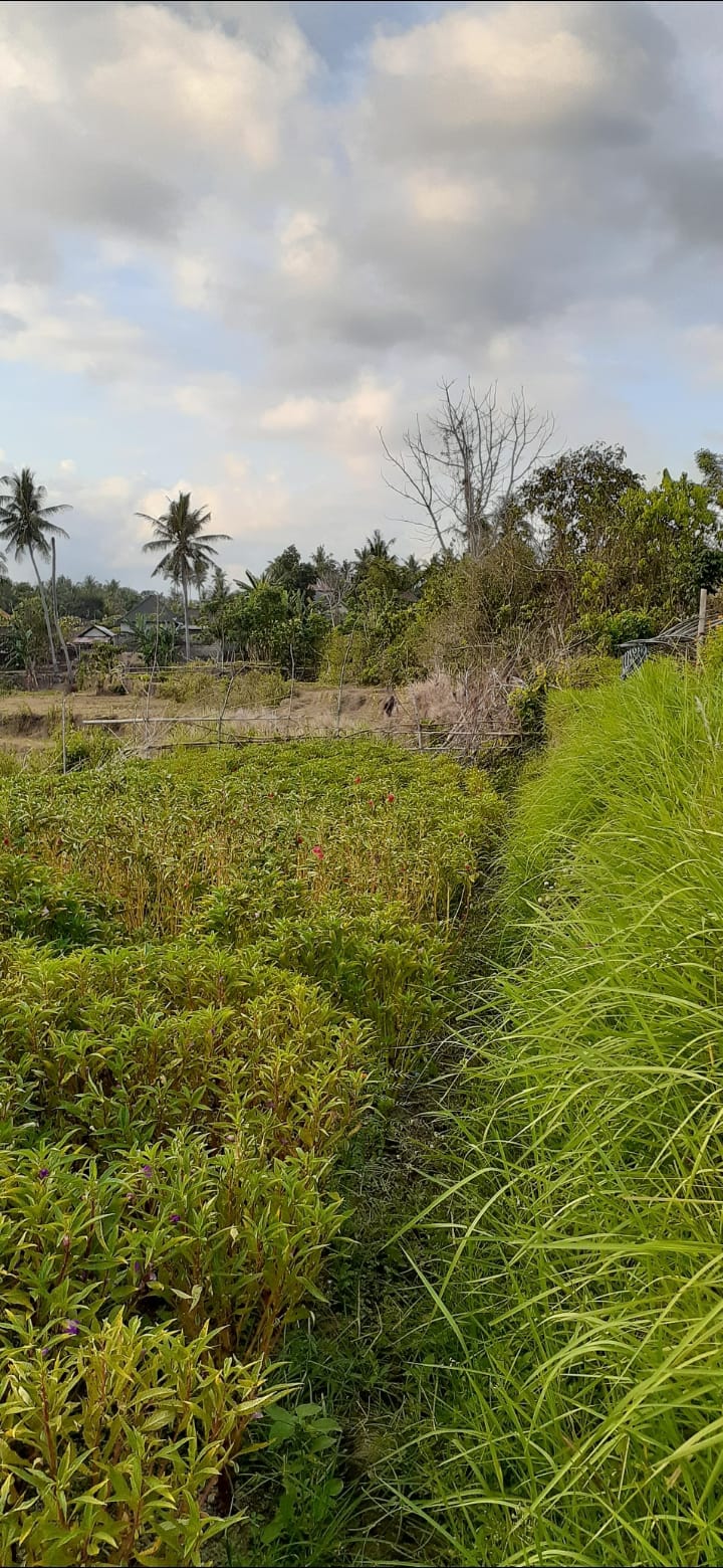 Strategic freehold land - A great property investment in Ubud