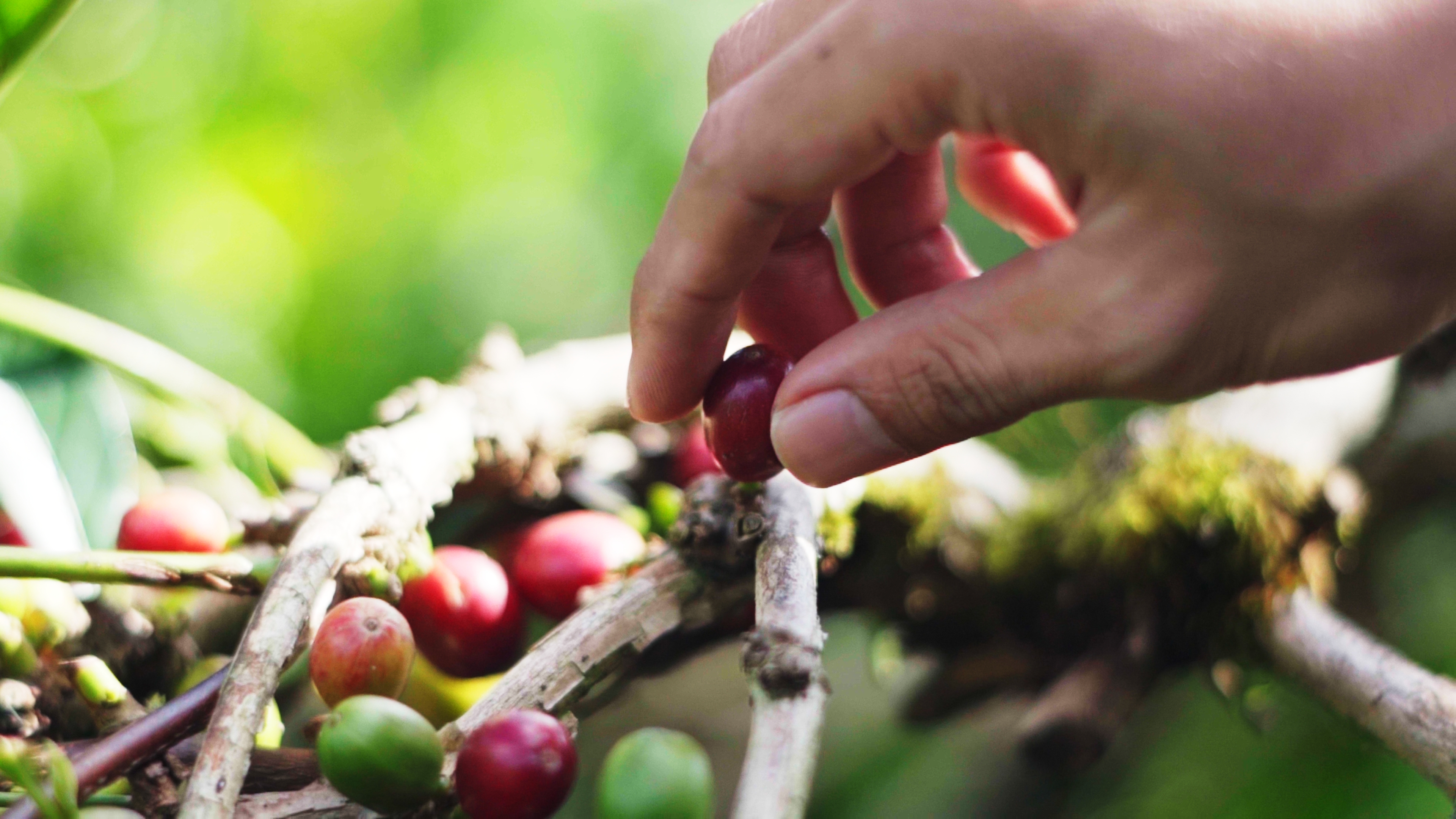 Introducing Our New Coffee Plantation in Bali: Bliss in Your Cup